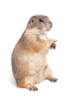 Prairie Dog Female - แพรี่ด็อกเพศเมีย (9431)