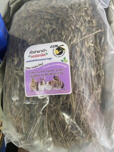 Hamata Grass - หญ้าถั่วฮามาต้า
