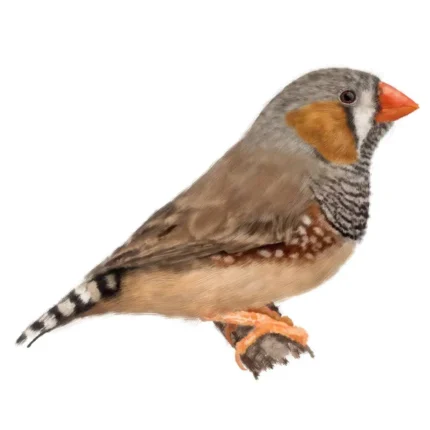 Zebra Finch - นกซีบร้าฟินซ์ (9093)