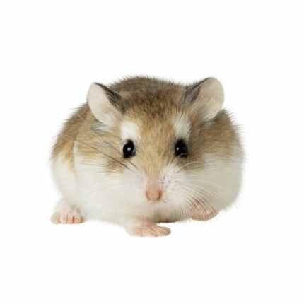 Hamster Roborovski - แฮมสเตอร์โรโบรอฟกี้นอมอล (9323)