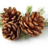 Pine Cones - ลูกสน 500g (แพค)(420426)