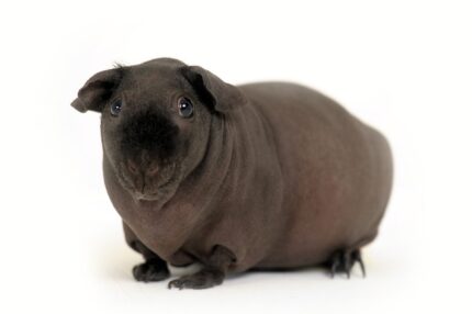 Hairless Guinea Pig Male - หนูฮิปโปแคระ เพศผู้ (10273)