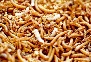 Dried Mealworms - หนอนนกอบแห้ง 500g (แบ่งขาย) (11863)