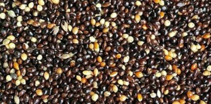 SOOS U.LEK Black Millet 25kg (RPK) - มิลเล็ตดำ 25 กก. (13321)