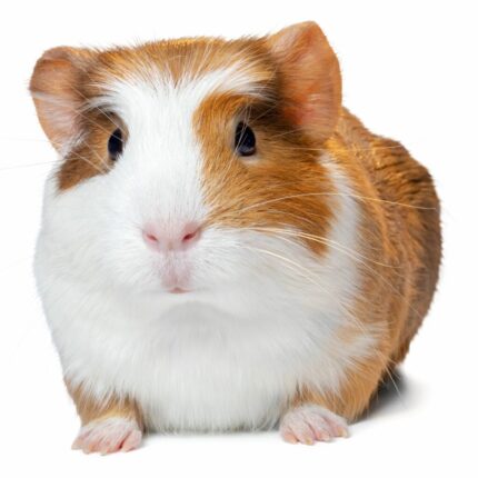 Thai Guinea Pig - หนูตะเภา (14082)