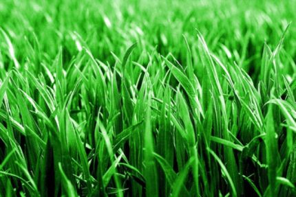 Fresh Grass - หญ้าขนสด (14036)