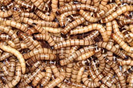 Superworms - หนอนยักษ์ เป็นๆ 100g (14736)