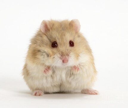 Hamster Winter White Blue Argente - แฮมสเตอร์วินเทอร์ไวท์ สีบลูอาร์เจนเต้ (14119)