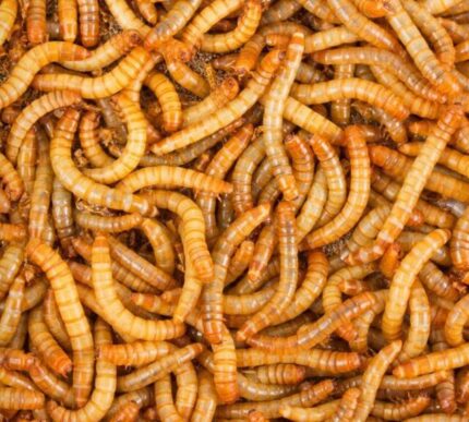 Mealworms - หนอนนกเป็นๆ 100g (14733)