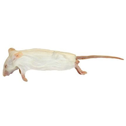 Frozen Mice - หนูไมส์แช่แข็ง Xl (14386)
