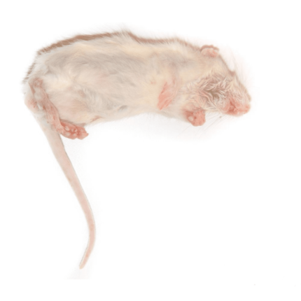 Frozen Mice - หนูไมส์แช่แข็ง Xxl (14387)