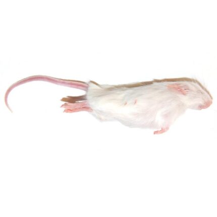 Frozen Mice - หนูไมส์แช่แข็ง L (14385)