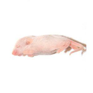 Frozen Mice - หนูไมส์แช่แข็ง M (14384)
