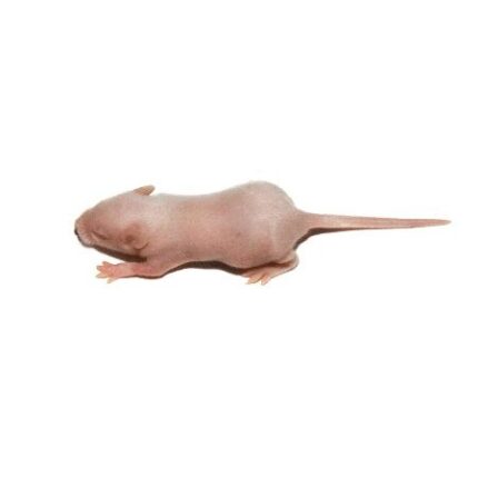 Frozen Crawling Mouse - หนูไมส์คลานแช่แข็ง (14382)