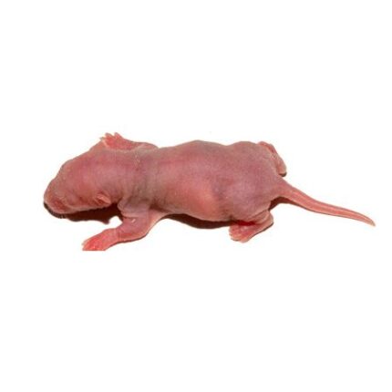 Frozen Red Mice - หนูไมส์แดงแช่แข็ง (14380)