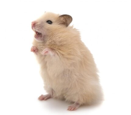 SOOS Hamster Syrian - แฮมสเตอร์ไจแอนด์ยุโรปเพศเมีย (16299)