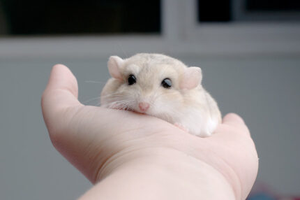 SOOS Fat-tailed Gerbil Male - หนูแฟตเทลเจอร์บิล เพศผู้ (21558)