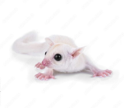 Sugar Glider Luecistic - ชูการ์ไกลเดอร์ สีลูซิสติก เพศเมีย (11469)