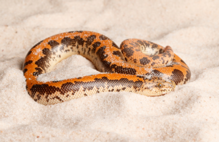 TBD 50% Sand Boa - งูทะเลทรายอาหรับ (252303)