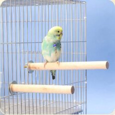 Wooden Bird Perch L - คอนไม้สำหรับนก 20ซม. (370866)