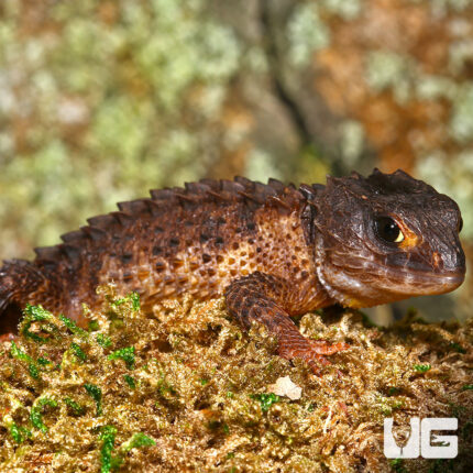 White Eye Crocodile Skink - จิ้งเหลนจระเข้ (339485)