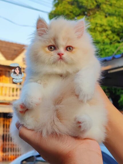 Persian Cat - แมวเปอร์เซีย (399240)