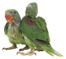 SOOS Baby Ring Neck Parrot - ลูกป้อนนกแก้วริงเนค (406253)