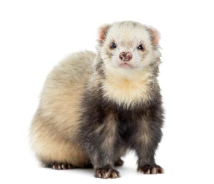 Ferret Silver - เฟอเรท สีซิลเวอร์ (414770)