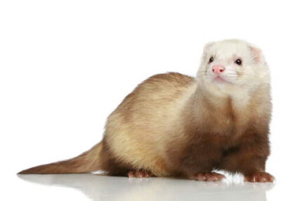 Ferret Champagne Male - เฟอเรท สีแชมเปญ ตัวผู้ (445958)