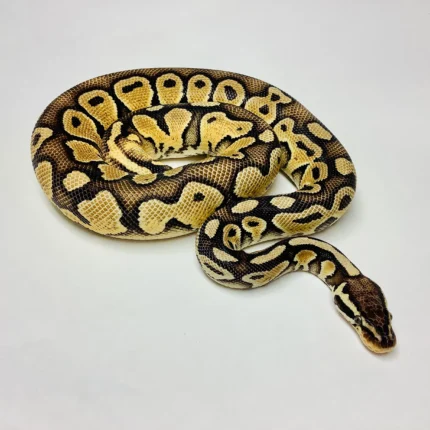 Ball Python Normal Pastel - งูบอลไพธอน นอมอลพาสเทล เพศเมีย (444649)
