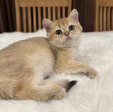 Baby British Shorthair WCF Chocolate Golden - ลูกแมวบริทิช ช็อตแฮร์ ขนสีช็อคโกแลตโกลเด้น พร้อมใบ WCF (467980)