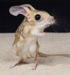 Jerboa Female - หนูเจอร์บัว (470092)