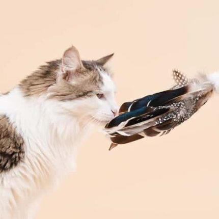 TBD Hana Pet Cat toy Duck Tin Tin  - ไม้ตกแมว รุ่นขนขนนกลายจุดคล้ายแมลงเต่าทอง (463883)