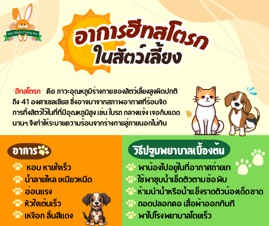 6 อาการสัตว์เลี้ยงเป็นฮีทสโตรก อาการเป็นยังไง? พร้อมบอกวิธีรักษาเบื้องต้น