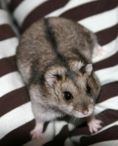 Campbell Hamster - หนูแคมเบล (000361)
