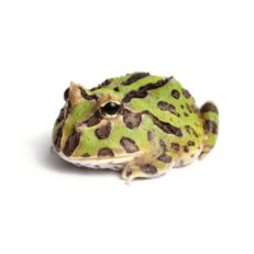 กบ - About Frogs