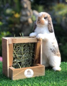 Wooden Hay Feeder - รางไม้ใส่หญ้าแห้งและอาหารสำหรับกระต่าย (576112)